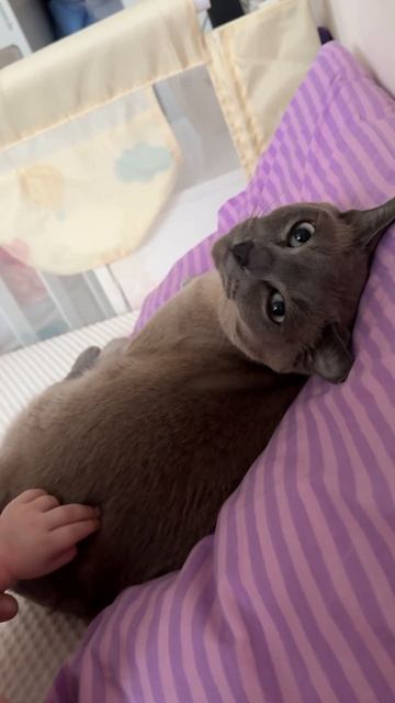 МАЛЫШ ГЛАДИТ КОТИКА  кот малыш радость развитие отношения baby amazing cat animals