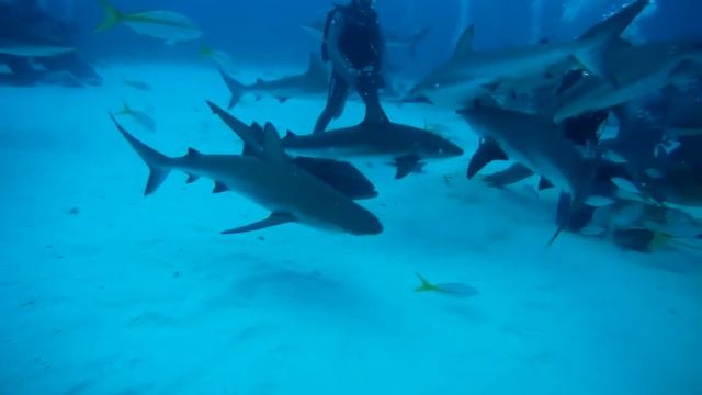 Bahamas Shark Dive 2013 смотреть онлайн