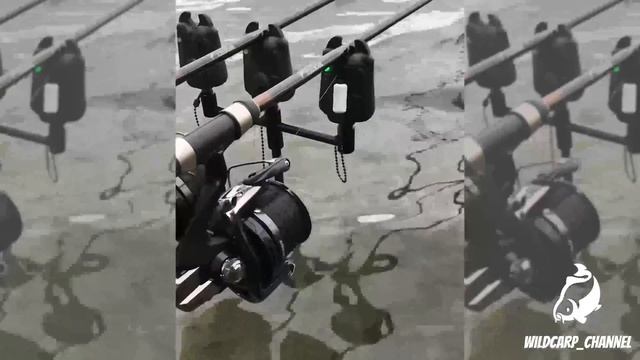 CARP RUN COMPILATION 2021! PART 28! (Extreme Carp Run) смотреть онлайн