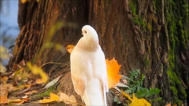 Тополя смотреть онлайн