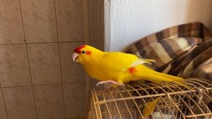Какарик радуется