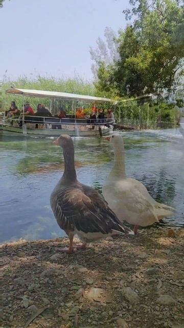 Два весёлых гуся... (г. Акьяка и река Азмак, Турция) #shorts смотреть онлайн