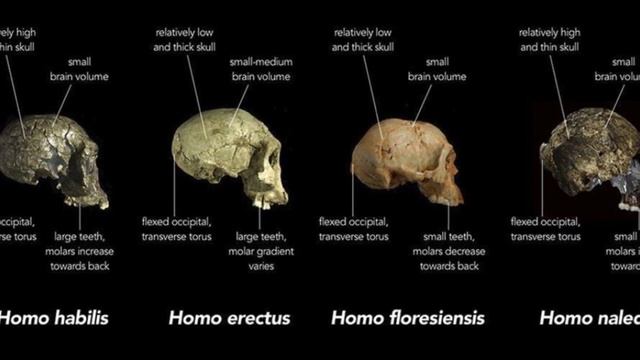 WHY IN NEWS ‘HOMO NALEDI’|Homo Naledi|Current Affairs|Current News|Human Being|#current #newsupdate смотреть онлайн