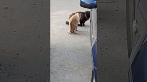 #коты Говорящий кот или как защитить территорию