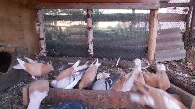 Голуби пішли на поправку. Жовті чехи. смотреть онлайн