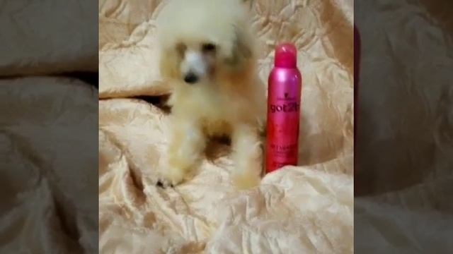 Абрикосовый мальчик, во взрослом возрасте будет 23-24 см. смотреть онлайн