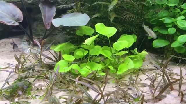 Nymphoides hydrophylla 'Taiwan' смотреть онлайн