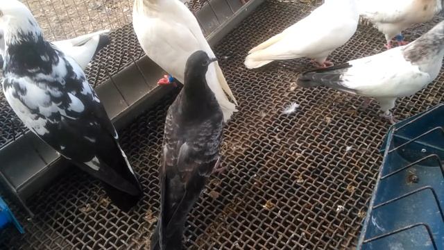 Подрастает молодежь. Небольшой обзор. смотреть онлайн