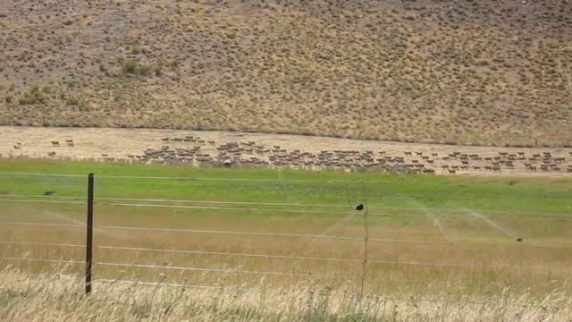 sheep in new zealand смотреть онлайн