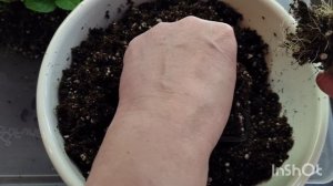 При таком способе выращивания черенки гортензий будут расти крепкими и здоровыми