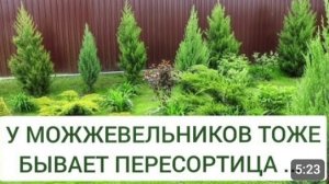 У МОЖЖЕВЕЛЬНИКОВ ТОЖЕ БЫВАЕТ ПЕРЕСОРТИЦА... 17.05.2024г.