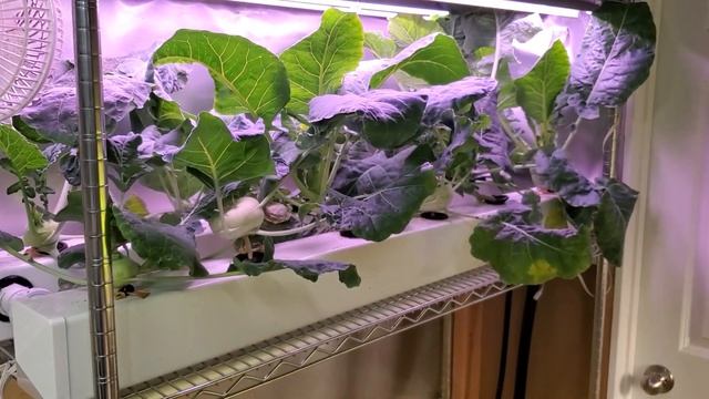 Trying New Plants in My Hydroponic System смотреть онлайн