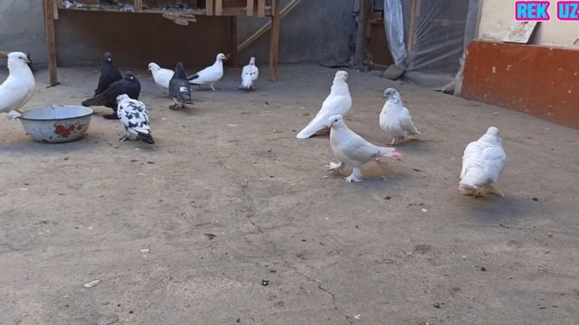 УЧМА КАБУТАРЛАР ТОМОША УЧУН 📞945640708 KABUTARLAR FLY PIGEONS Летает Голуби