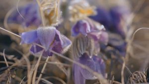 Заставка Вести на прогулке:Бурятия (06.05.22-н.в.)