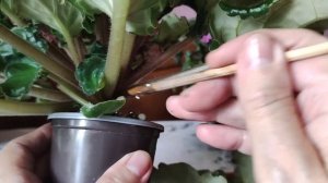 Показываю как отделить пасынки не повредив цветоносы и как пересадить такую розетку.