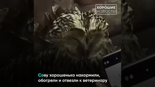 В Смоленске сова пришла за помощью к пожарным