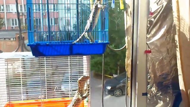 Varanus Melinus (male and female) смотреть онлайн