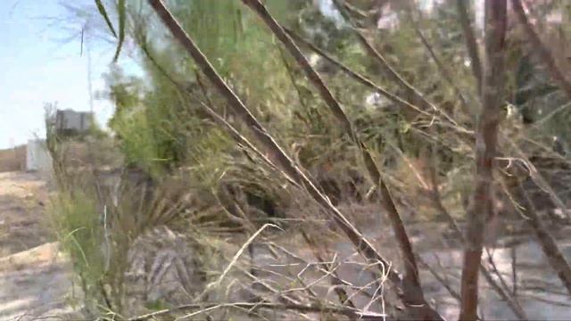 Moringa peregrina *Update* after 1.5 years смотреть онлайн