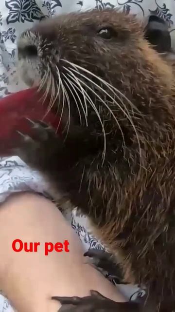 Наша любимая крыса #Shorts смотреть онлайн