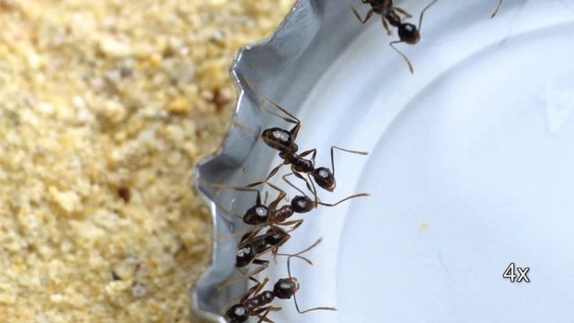Pheidole spathifera drinking sugar water