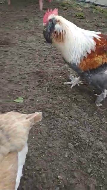 Фавероль голубой лосось стандарт смотреть онлайн