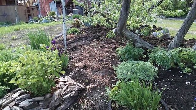 29 Мая!🌿 ЗАМОРОЗКИ В СИБИРИ! Как уберечь свой сад от возвратных заморозков!