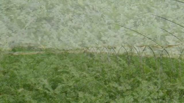 GREEK WATERMELONS live!.wmv YE KE KE ! смотреть онлайн