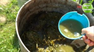 Лучшее удобрение из травы!  Раскрываю секрет высокого урожая!
