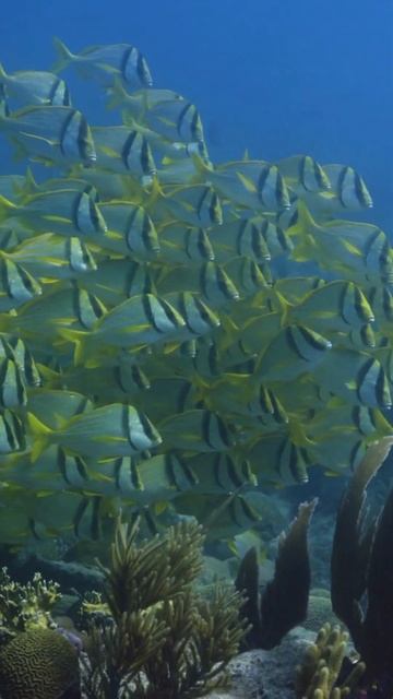 UNDER WATER - NEW VIDEO 4K - FISH SHOAL SWIMMING - OCEAN - A few seconds of calm and serenity смотреть онлайн