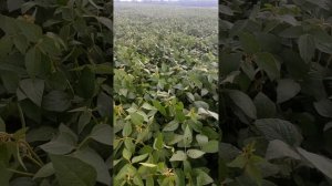 соя Winona станом на 1 серпня