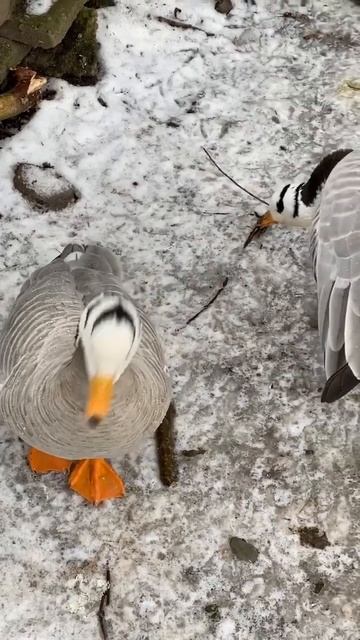 😎🦆 #duck #animals смотреть онлайн