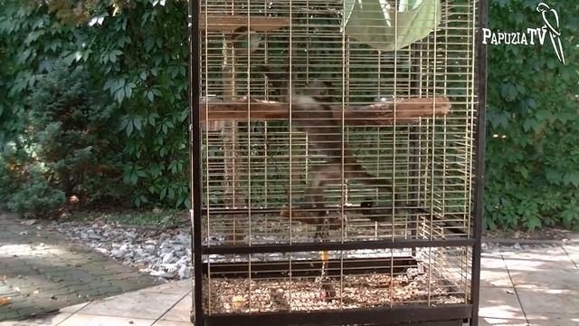 Małpa koszykarka - część 2 - kapucynka dostała piłkę