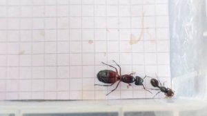 Messor muticus (Russia) vs Camponotus ligniperda (Germany) 29.07.2023