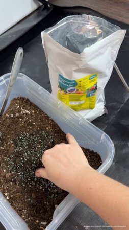 КОРНЕВАЯ у РАССАДЫ ПЕРЦА ПРЕТ КАК НА ДРОЖЖАХ #garden #рассада #огород #перец #дача