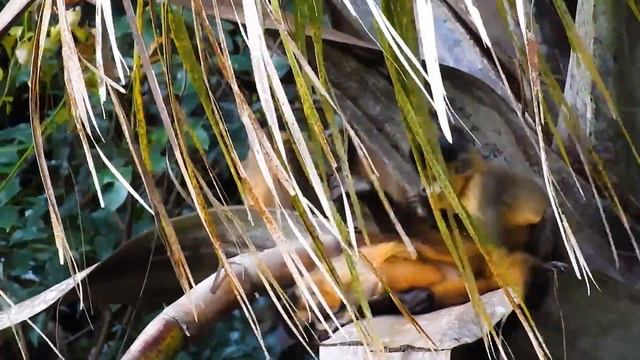 Macaco-prego-amarelo: Selvagem e Suas Trilhas Arbóreas! 🐒🌳Sapajus libidinosus, Bearded Capuchin смотреть онлайн