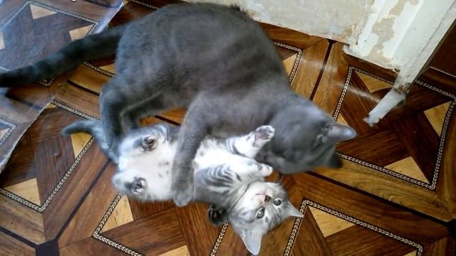 Мама сказала купаться! Кошка воспитывает своего котенка