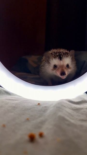 слушаем звук #cat #cats #trending #ежики #totalgaming #shorts #рекомендации #подпишись смотреть онлайн