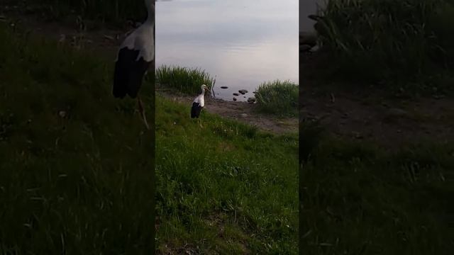 Бесстрашный аист смотреть онлайн