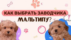 Как выбрать заводчика Мальтипу?
