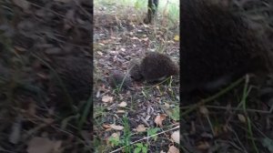 Ежик с ежатами