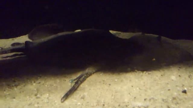 Potamotrygon motoro смотреть онлайн