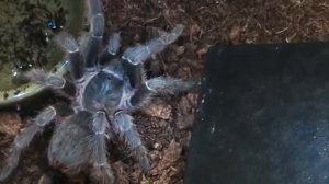 Aphonopelma sp.Guatemala