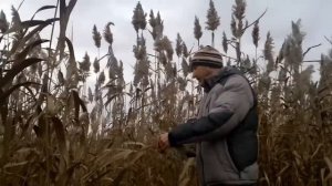 Подушка для сидения из метелок камыша (тростника)