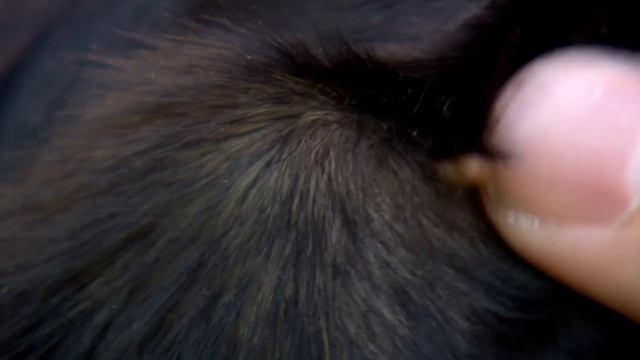 El ciclo de la garrapata en los bovinos смотреть онлайн