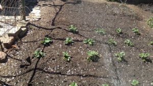 стоит жара.поливаю клубнику-она уже зацвела