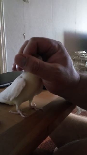 Корела поет смотреть онлайн