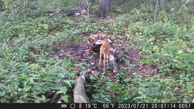 МАЛЕНЬКАЯ КОСУЛЯ НА СОЛОНЦЕ смотреть онлайн