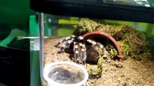 Smithi 🔥🔥 смотреть онлайн