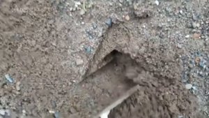 Menemukan Mainan Di Dalam Pasir Zebra T - Rex Brontosaurus Singa Gorilla