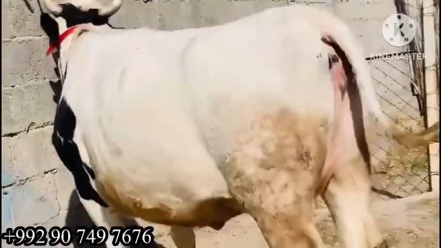 МОЛИ ЗУР ХАМ ШИРИ ХАМ БУГУЗО МОШНИ 3 ноября 2023 г. смотреть онлайн